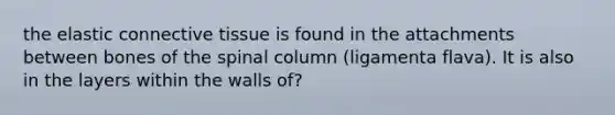 the elastic connective tissue is found in the attachments between bones of the spinal column (ligamenta flava). It is also in the layers within the walls of?