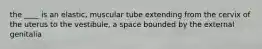 the ____ is an elastic, muscular tube extending from the cervix of the uterus to the vestibule, a space bounded by the external genitalia