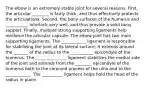 The elbow is an extremely stable joint for several reasons. First, the articular ________ is fairly thick, and thus effectively protects the articulations. Second, the bony surfaces of the humerus and ___________ interlock very well, and thus provide a solid bony support. Finally, multiple strong supporting ligaments help reinforce the articular capsule. The elbow joint has two main supporting ligaments. The ____________ ligament is responsible for stabilizing the joint at its lateral surface; it extends around the _______ of the radius to the ___________ epicondyle of the humerus. The _______________ ligament stabilizes the medial side of the joint and extends from the ________ epicondyle of the humerus both to the coronoid process of the ulna and to the ____________. The __________ ligament helps hold the head of the radius in place.