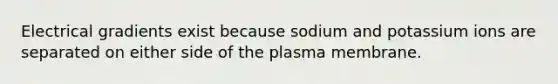 Electrical gradients exist because sodium and potassium ions are separated on either side of the plasma membrane.