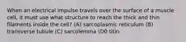 When an electrical impulse travels over the surface of a muscle cell, it must use what structure to reach the thick and thin filaments inside the cell? (A) sarcoplasmic reticulum (B) transverse tubule (C) sarcolemma (D0 titin