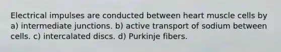 Electrical impulses are conducted between heart muscle cells by a) intermediate junctions. b) active transport of sodium between cells. c) intercalated discs. d) Purkinje fibers.