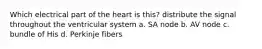 Which electrical part of the heart is this? distribute the signal throughout the ventricular system a. SA node b. AV node c. bundle of His d. Perkinje fibers
