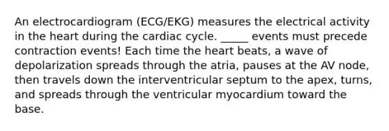 An electrocardiogram (ECG/EKG) measures the electrical activity in the heart during the cardiac cycle. _____ events must precede contraction events! Each time the heart beats, a wave of depolarization spreads through the atria, pauses at the AV node, then travels down the interventricular septum to the apex, turns, and spreads through the ventricular myocardium toward the base.