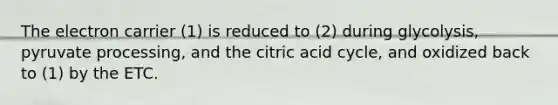 The electron carrier (1) is reduced to (2) during glycolysis, pyruvate processing, and the citric acid cycle, and oxidized back to (1) by the ETC.