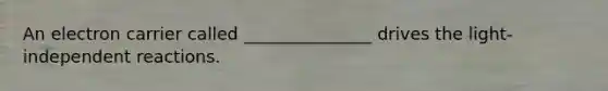 An electron carrier called _______________ drives the light-independent reactions.