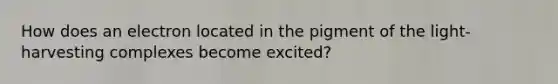 How does an electron located in the pigment of the light-harvesting complexes become excited?