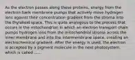 As the electron passes along these proteins, energy from the electron fuels membrane pumps that actively move hydrogen ions against their concentration gradient from the stroma into the thylakoid space. This is quite analogous to the process that occurs in the mitochondrion in which an electron transport chain pumps hydrogen ions from the mitochondrial stroma across the inner membrane and into the intermembrane space, creating an electrochemical gradient. After the energy is used, the electron is accepted by a pigment molecule in the next photosystem, which is called ......