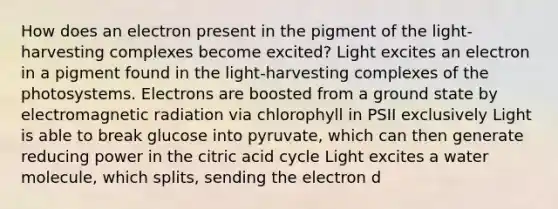 How does an electron present in the pigment of the light-harvesting complexes become excited? Light excites an electron in a pigment found in the light-harvesting complexes of the photosystems. Electrons are boosted from a ground state by electromagnetic radiation via chlorophyll in PSII exclusively Light is able to break glucose into pyruvate, which can then generate reducing power in the citric acid cycle Light excites a water molecule, which splits, sending the electron d