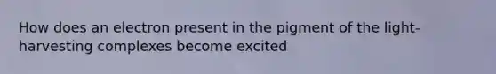 How does an electron present in the pigment of the light-harvesting complexes become excited