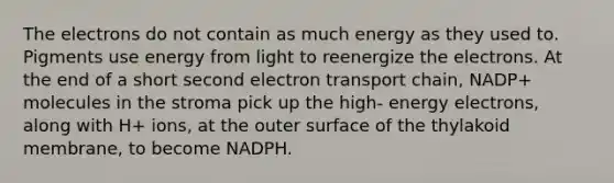 The electrons do not contain as much energy as they used to. Pigments use energy from light to reenergize the electrons. At the end of a short second electron transport chain, NADP+ molecules in the stroma pick up the high- energy electrons, along with H+ ions, at the outer surface of the thylakoid membrane, to become NADPH.