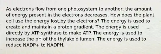 As electrons flow from one photosystem to another, the amount of energy present in the electrons decreases. How does the plant cell use the energy lost by the electrons? The energy is used to create and maintain a proton gradient. The energy is used directly by ATP synthase to make ATP. The energy is used to increase the pH of the thylakoid lumen. The energy is used to reduce NADP+ to NADPH.