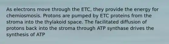 As electrons move through the ETC, they provide the energy for chemiosmosis. Protons are pumped by ETC proteins from the stroma into the thylakoid space. The facilitated diffusion of protons back into the stroma through ATP synthase drives the synthesis of ATP