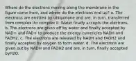 Where do the electrons moving along the membrane in the figure come from, and where do the electrons end up? a. The electrons are emitted by ubiquinone and are, in turn, transferred from complex Ito complex II. Water finally accepts the electrons. b. The electrons are given off by water and finally accepted by NAD+ and FAD+ to produce the energy currencies NADH and FADH2. c. The electrons are released by NADH and FADH2 and finally accepted by oxygen to form water. d. The electrons are given out by NADH and FADH2 and are, in turn, finally accepted byH2O.