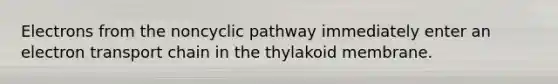 Electrons from the noncyclic pathway immediately enter an electron transport chain in the thylakoid membrane.