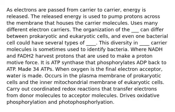 As electrons are passed from carrier to carrier, energy is released. The released energy is used to pump protons across the membrane that houses the carrier molecules. Uses many different electron carriers. The organization of the ___ can differ between prokaryotic and eukaryotic cells, and even one bacterial cell could have several types of ____. This diversity in ____ carrier molecules is sometimes used to identify bacteria. Where NADH and FADH2 harvest protons that are used to make a proton motive force. It is ATP synthase that phosphorylates ADP back to ATP. Made 34 ATPs. When oxygen is the final electron acceptor, water is made. Occurs in the plasma membrane of prokaryotic cells and the inner mitochondrial membrane of eukaryotic cells. Carry out coordinated redox reactions that transfer electrons from donor molecules to acceptor molecules. Drives oxidative phosphorylation and photophosphorlyation.