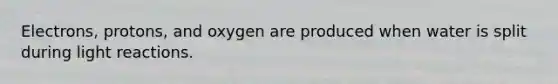 Electrons, protons, and oxygen are produced when water is split during light reactions.