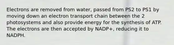 Electrons are removed from water, passed from PS2 to PS1 by moving down an electron transport chain between the 2 photosystems and also provide energy for the synthesis of ATP. The electrons are then accepted by NADP+, reducing it to NADPH.