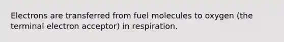 Electrons are transferred from fuel molecules to oxygen (the terminal electron acceptor) in respiration.