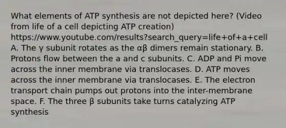 What elements of ATP synthesis are not depicted here? (Video from life of a cell depicting ATP creation) https://www.youtube.com/results?search_query=life+of+a+cell A. The γ subunit rotates as the αβ dimers remain stationary. B. Protons flow between the a and c subunits. C. ADP and Pi move across the inner membrane via translocases. D. ATP moves across the inner membrane via translocases. E. The electron transport chain pumps out protons into the inter-membrane space. F. The three β subunits take turns catalyzing ATP synthesis