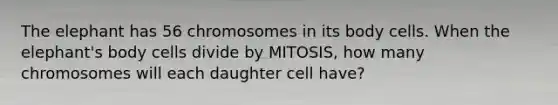 The elephant has 56 chromosomes in its body cells. When the elephant's body cells divide by MITOSIS, how many chromosomes will each daughter cell have?