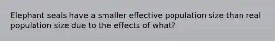 Elephant seals have a smaller effective population size than real population size due to the effects of what?