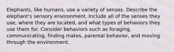 Elephants, like humans, use a variety of senses. Describe the elephant's sensory environment. Include all of the senses they use, where they are located, and what types of behaviors they use them for. Consider behaviors such as foraging, communicating, finding mates, parental behavior, and moving through the environment.