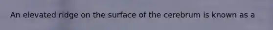 An elevated ridge on the surface of the cerebrum is known as a