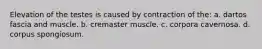 Elevation of the testes is caused by contraction of the: a. dartos fascia and muscle. b. cremaster muscle. c. corpora cavernosa. d. corpus spongiosum.