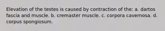 Elevation of the testes is caused by contraction of the: a. dartos fascia and muscle. b. cremaster muscle. c. corpora cavernosa. d. corpus spongiosum.