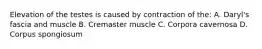 Elevation of the testes is caused by contraction of the: A. Daryl's fascia and muscle B. Cremaster muscle C. Corpora cavernosa D. Corpus spongiosum