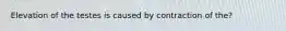 Elevation of the testes is caused by contraction of the?