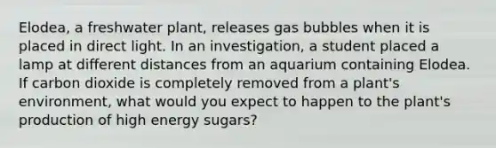 Elodea, a freshwater plant, releases gas bubbles when it is placed in direct light. In an investigation, a student placed a lamp at different distances from an aquarium containing Elodea. If carbon dioxide is completely removed from a plant's environment, what would you expect to happen to the plant's production of high energy sugars?