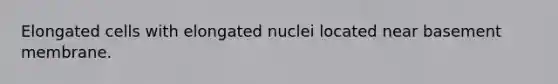 Elongated cells with elongated nuclei located near basement membrane.