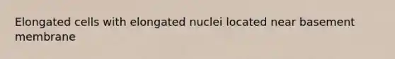 Elongated cells with elongated nuclei located near basement membrane