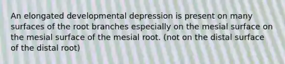 An elongated developmental depression is present on many surfaces of the root branches especially on the mesial surface on the mesial surface of the mesial root. (not on the distal surface of the distal root)