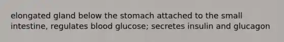 elongated gland below the stomach attached to the small intestine, regulates blood glucose; secretes insulin and glucagon