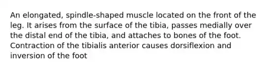 An elongated, spindle-shaped muscle located on the front of the leg. It arises from the surface of the tibia, passes medially over the distal end of the tibia, and attaches to bones of the foot. Contraction of the tibialis anterior causes dorsiflexion and inversion of the foot