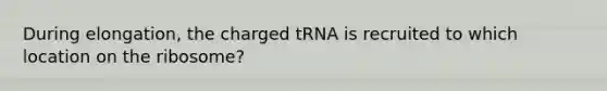 During elongation, the charged tRNA is recruited to which location on the ribosome?