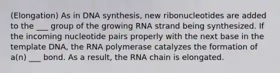 (Elongation) As in DNA synthesis, new ribonucleotides are added to the ___ group of the growing RNA strand being synthesized. If the incoming nucleotide pairs properly with the next base in the template DNA, the RNA polymerase catalyzes the formation of a(n) ___ bond. As a result, the RNA chain is elongated.