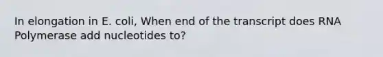 In elongation in E. coli, When end of the transcript does RNA Polymerase add nucleotides to?