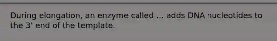 During elongation, an enzyme called ... adds DNA nucleotides to the 3' end of the template.