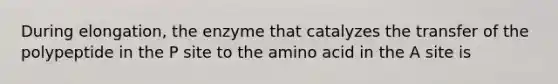 During elongation, the enzyme that catalyzes the transfer of the polypeptide in the P site to the amino acid in the A site is