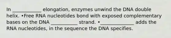 In ____________ elongation, enzymes unwind the DNA double helix. •Free RNA nucleotides bond with exposed complementary bases on the DNA ___________ strand. •______________ adds the RNA nucleotides, in the sequence the DNA specifies.