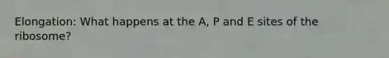 Elongation: What happens at the A, P and E sites of the ribosome?