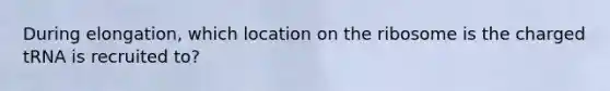 During elongation, which location on the ribosome is the charged tRNA is recruited to?