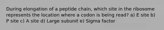 During elongation of a peptide chain, which site in the ribosome represents the location where a codon is being read? a) E site b) P site c) A site d) Large subunit e) Sigma factor