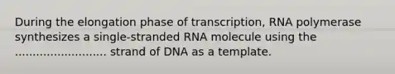 During the elongation phase of transcription, RNA polymerase synthesizes a single-stranded RNA molecule using the .......................... strand of DNA as a template.