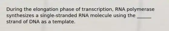 During the elongation phase of transcription, RNA polymerase synthesizes a single-stranded RNA molecule using the ______ strand of DNA as a template.