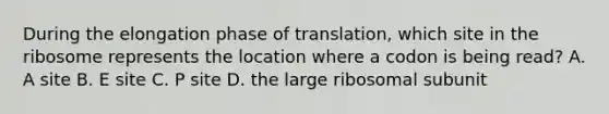 During the elongation phase of translation, which site in the ribosome represents the location where a codon is being read? A. A site B. E site C. P site D. the large ribosomal subunit